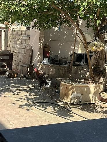 bala itlerin satisi: Xoruz, il: 2, Ünvandan götürmə, Ödənişli çatdırılma — 4