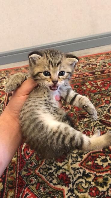 pişiy adları: Şotland yastı qulaq — 7