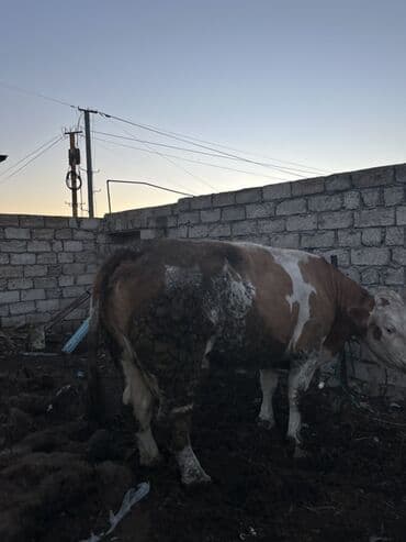 inek qiymetleri: Etik simentali — 3