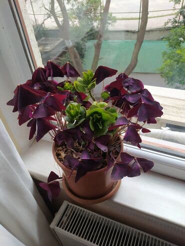 Qırmızı yarpaqlı, üçkünc formalı yarpaqları olan gözəl dekorativ