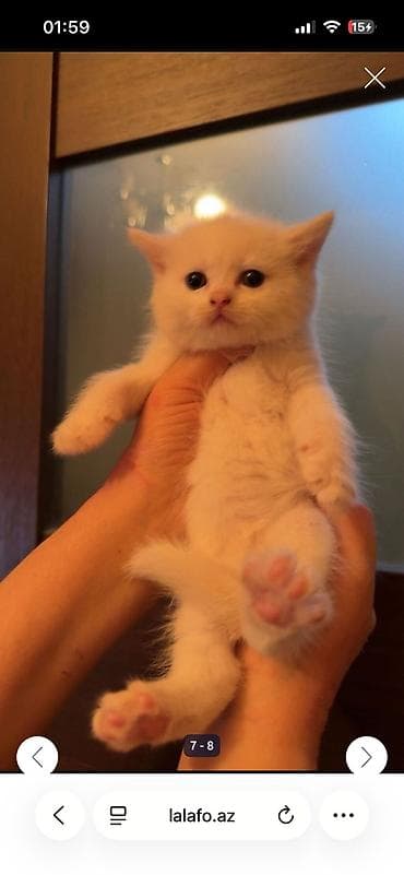 pisik balasi: Şinşilla — 5