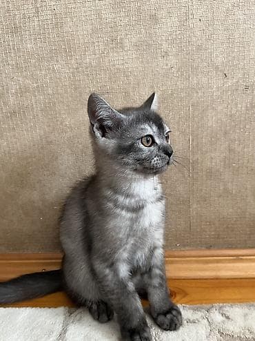 Temiz qan Oglandi 15.11.25 dogulub. Qum terbiyesi yeme oyredilib. Oz