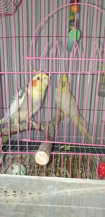 hazır yuva: Təcili korella tutuquşular satılır 🦜 Dişi və erkək korella — qohum — 4