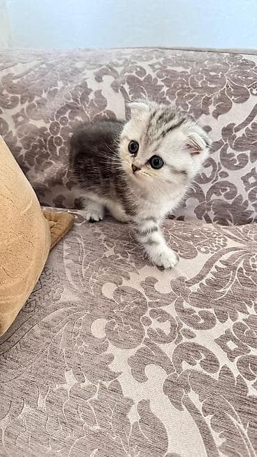 heyvanlarin sekilleri: Şotland yastı qulaq — 2