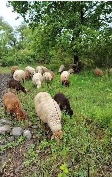 ucuz toyuq: Qoyun sürüsü satılır 23 ana 14 bala satilir.icerisinde bogaz olanlar — 1