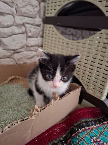 в добрые руки котята: В добрые руки — 3