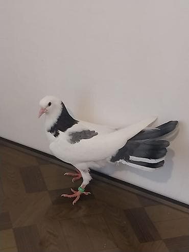 qus nomreleri: Bir balalardi den yeyen balalardi biri 18 biri 20 Tuklerdi.Hundur — 4