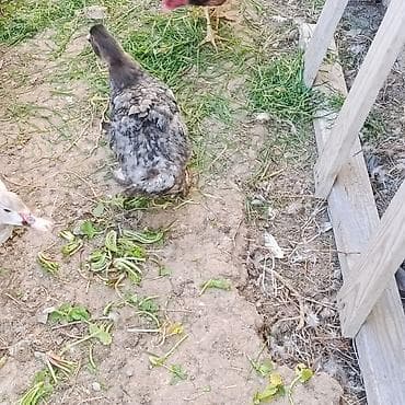 Gəmiricilər: 3 ədəd Lal ördək satılır oktyabrın sonları çıxıblar tükləri gəlir — 3