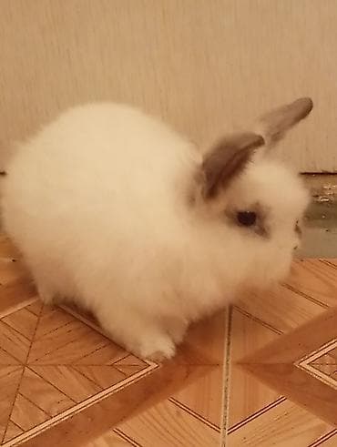 Qiyməti 10 AZN (son). Ev heyvanı – miniatür dovşan -