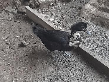 qaz ve ordek: Lal ördək 4 ədəd maya. (qara-ağ ləkəli) - Növ: ev ördəyi, qara — 2