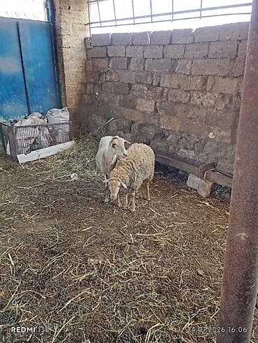 it cinsi adlari: Qoyun ana bala yasli qoyundu quzusu ozu boydadi disi quzudu yemeyinde — 4