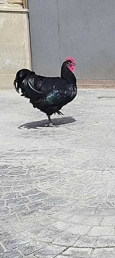 ucuz pitbul: Salam aleykum Australop 2dene cavan vaksinleri olunub cicek vaksinleri — 2