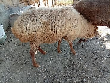pitbull sekilleri: 4DİNƏ AYidi QİYMƏT 500 MANAT - Cins: yerli yağlı quyruq tipli - — 6