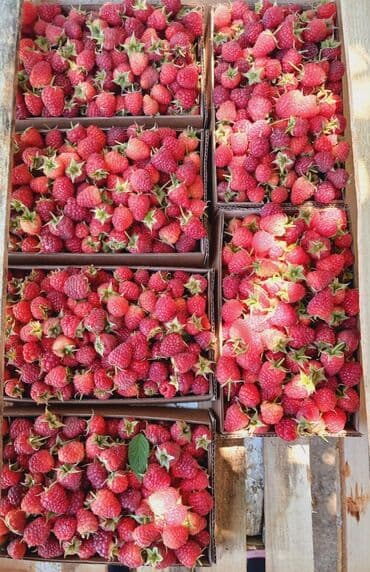 qeyri adi tort sekilleri: Məhsul: Təzə moruq (bağdan yığılmış) Təsvir: - Şirin, ətirli və — 5