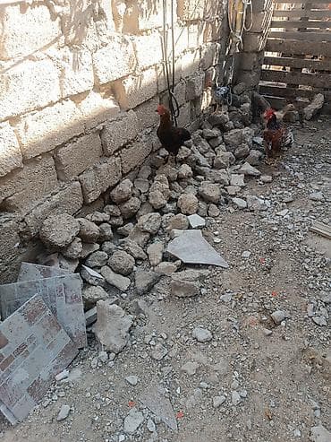 heyet it: Məhsul: Yerli xoruz və toyuqlar (qarışıq rənglər) Ancaq damazliq etlik — 3