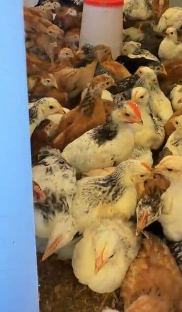 ətlik cücə: Məhsul: kənd təsərrüfatı üçün cücələr (ədədli/toplu) 300 denedi 50 50 — 2