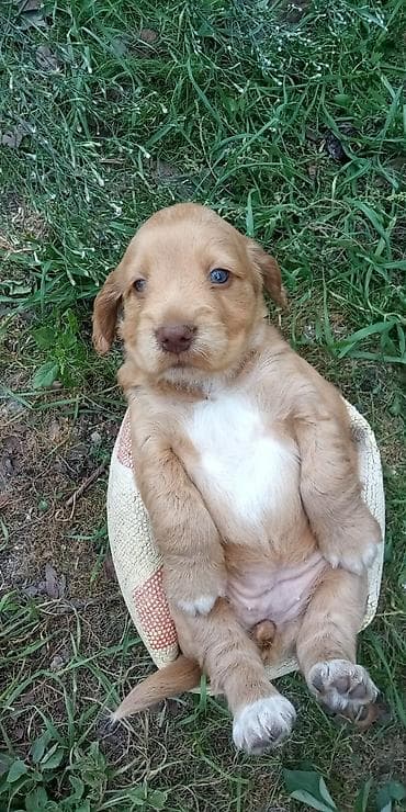 pitbull itləri: Koker spaniyel, 1 ay — 1