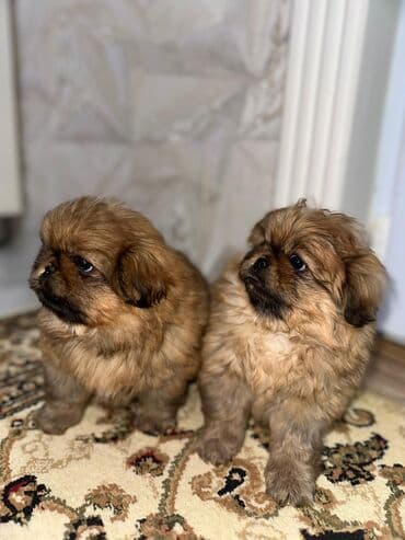 qafqaz itləri: Pekines, 1 ay — 4