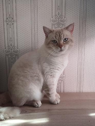 pişik satilir: Britan — 10