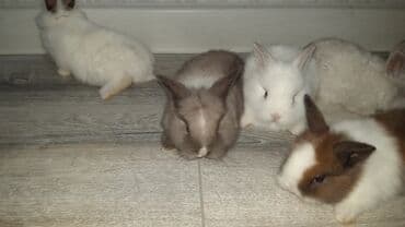 hinduşqa cücəsi: Miniatür dovşan balaları - Növ: dekorativ miniatür (cücə) dovşanlar - — 9