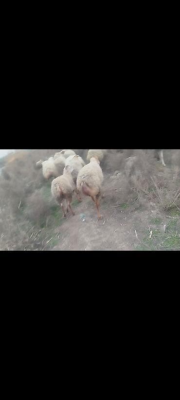 Digər heyvanlar: 650 baş qaradolaq sortu satlır əlaqə nömrəsi 051.749.31.84 — 7