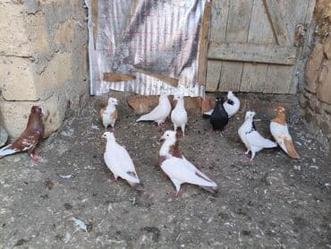 qaz və ordək: Məhsul: müxtəlif rəngli ev göyərçinləri 10 denedi 150m — 3