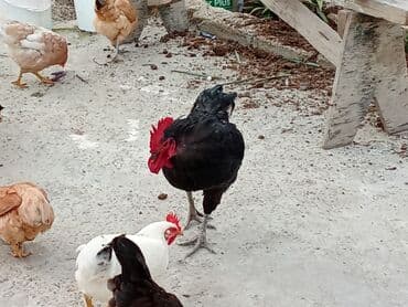 anqut quşu: Fəreler14 azn, 2 əded ana ündüşqa 1ədədi 40azn, Astilop xoruz 40m — 4