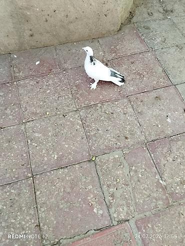 delfin goyərcin: Tutulma göy boyun cavan quşdur.Erkək 13-14 tük — 2