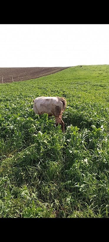 Cins: Ağ rəngə çalan, yüngül ləkəli dana (qara-bəyaz qarışıq tonlar