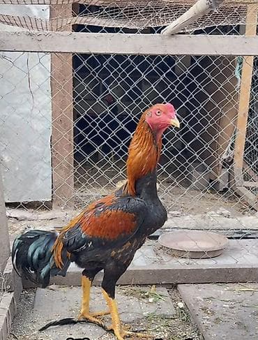 Dovşanlar: Tecili satılır – uzunboyun, heyratı xoruzu . Xüsusiyyətlər: - Cins — 3