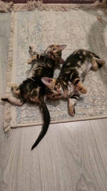 взять бесплатно котёнка: Бенгальская — 2