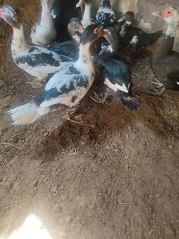 qaqa ordeyi: On eded lal ordeyler 4 ayllig ordeylerdi sagllam ordeylerdi hamsi — 5
