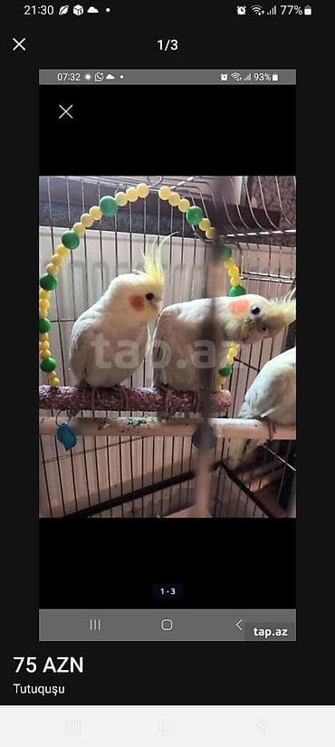 toyuq novleri: Növ: Nimfa tutuquşusu (Cockatiel) Rəng: Açıq sarı (Lutino), yanaqlarda — 3