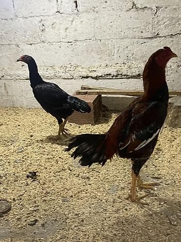 Toyuq, Damazlıq, Ödənişli çatdırılma