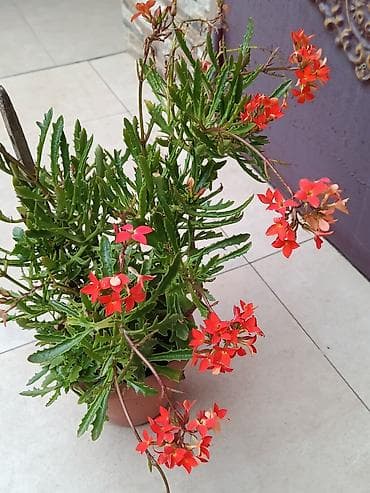 Maral buynuzu 1-ci 18 AZN, 2-ci 10 AZN satılır