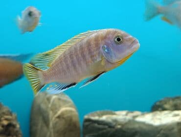 oskar balığı: Cixlid balığı, Yırtıcı — 2