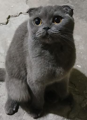 shotland pişik: Şotland yastı qulaq, Dişi — 1