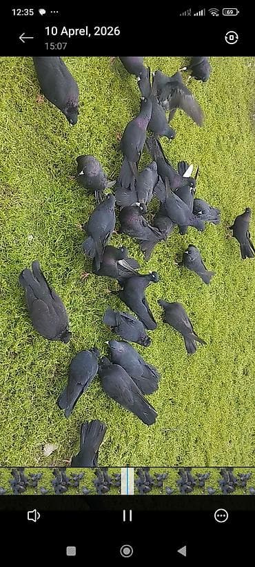 18 Quyruq Heyvanlardı Tam Sağlam bala vermıklərinə söz ola bilməz Kom