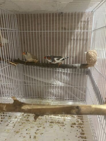 Hazir bala veren cutdu
Qiymet 1 cute aitdi