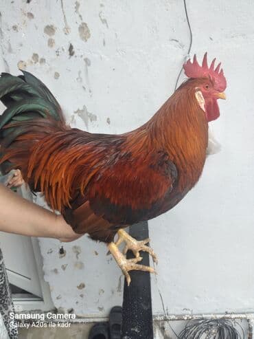 qara ag quyruq: Məhsul: Xoruz Təsvir: - Rəngləri: parlaq qırmızı-qəhvəyi bədən — 3