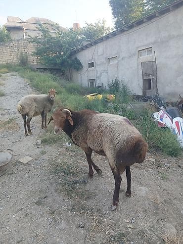 bakida at bazari: Qoyun və qoç – 2 baş

bogaz qoyun və qoc cüt satıram 700m — 6