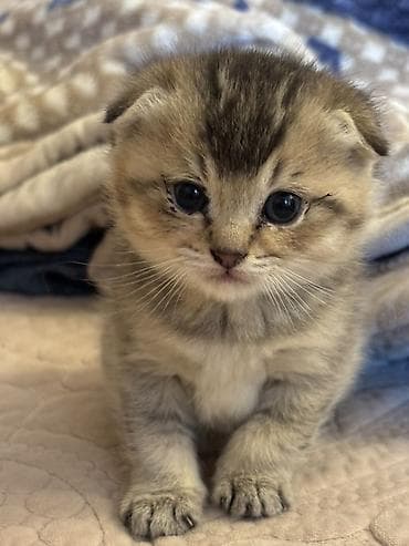 balaca pisik: Şotland yastı qulaq — 7