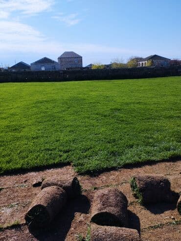 suni qazon qiyməti: Rulon qazon - Peşəkar qazon plantasiyasından kəsilib rulon halında — 8