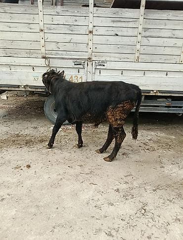 mal bazarı: Inəklər, öküzlər — 7