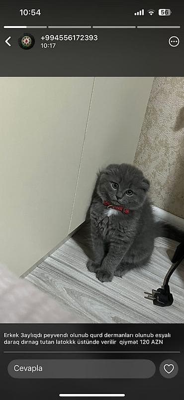 siam pişiyi: Britan — 6