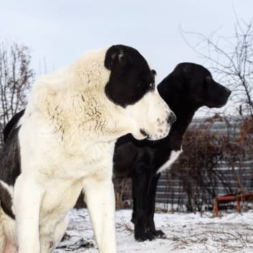 Akvariumlar: Алабай (Alabay) Племенной питомник предлагает щенков среднеазиатской — 6