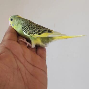 Iran Khodro: Məhsul: Dalmatin və klassik rəng çeşidlərində dalğıç balaları – — 2