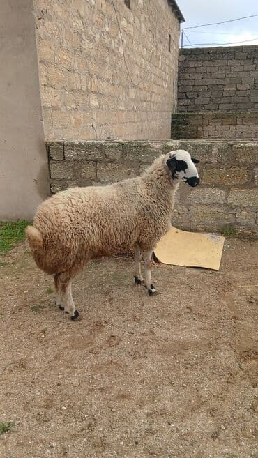 Птицы: Qoyun – yerli qarabaş (ağ-qara başlı) tipli - Ağ-qara maskalı baş — 2