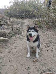 xaski gence: Xaski, 1 il, Dişi, Cütləşmə üçün — 4