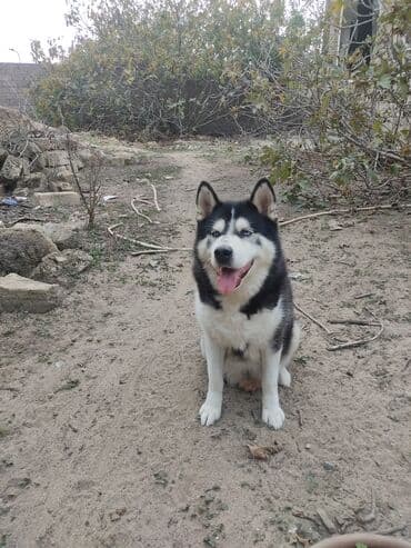 i̇tlər zvanok: Xaski, 1 il, Erkek — 4